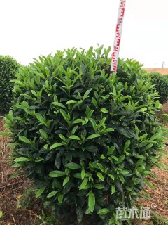 高度120厘米非洲茉莉