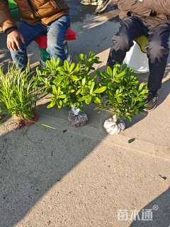 高度40厘米瓜子黄杨