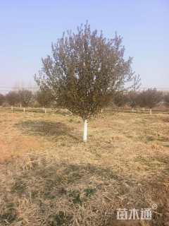 15公分绚丽海棠