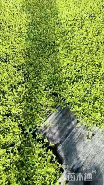 高度5厘米姬岩垂草