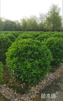 冠幅100厘米大叶黄杨球