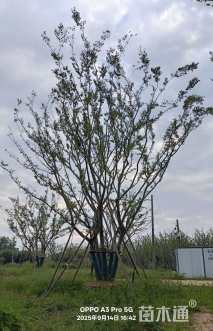 20公分(5杆)丛生朴树