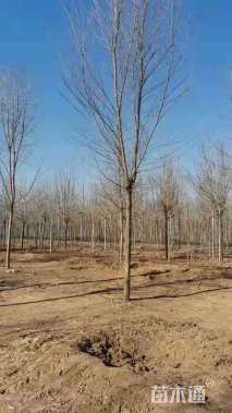 10公分榆树