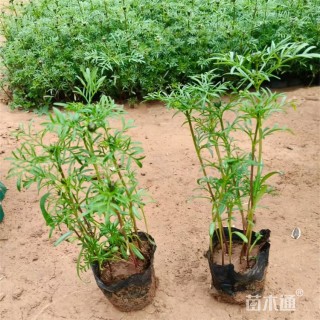 高度18厘米波斯菊