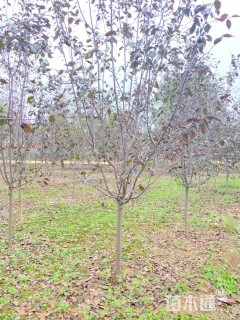 5公分红宝石海棠