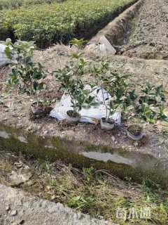 高度40厘米珍珠彩叶桂