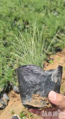 高度20厘米粉黛乱子草