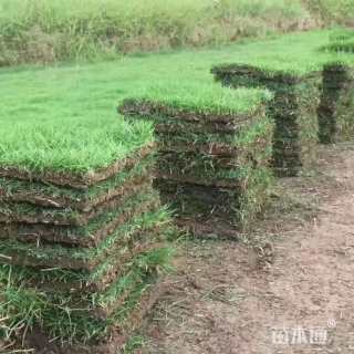 草块状马尼拉草