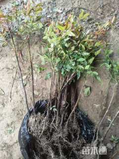 高度40厘米南天竹小苗