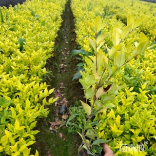 高度30厘米金森女贞小苗