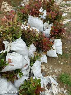 高度40厘米红叶石楠小苗