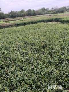 高度60厘米大花月季