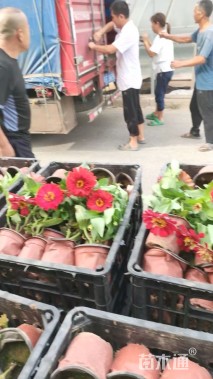 高度20厘米百日菊