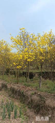 15公分黄花风铃木