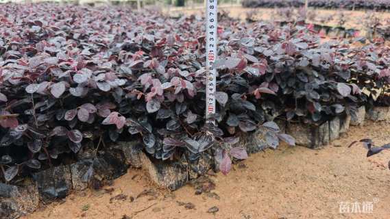 高度20厘米红花继木小苗