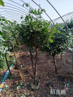 高度150厘米棒棒糖月季