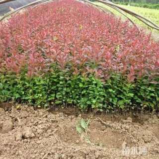 高度35厘米红叶小檗小苗