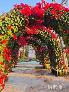 3公分造型三角梅