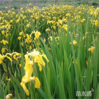 高度40厘米黄花鸢尾