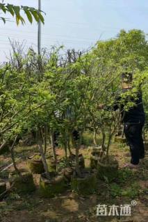 高度150厘米李子树