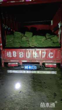 草块状马尼拉草