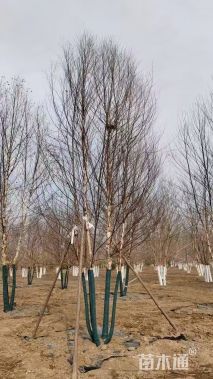 高度600厘米丛生白桦