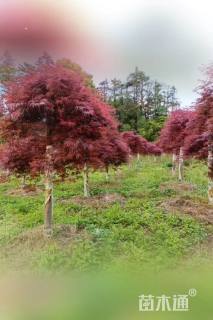 高度200厘米羽毛枫