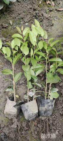 高度40厘米蚊母