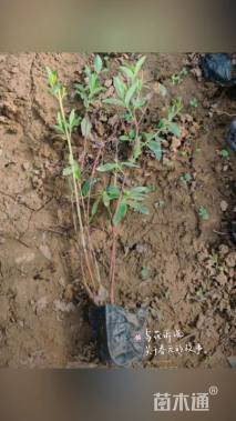 高度30厘米金丝桃