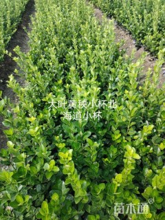 高度30厘米北海道黄杨