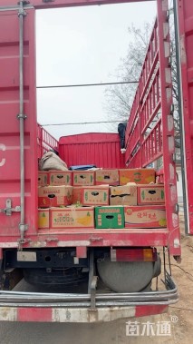 高度50厘米无尽夏绣球