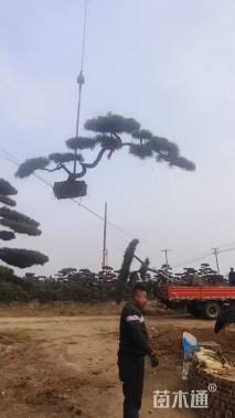 高度600厘米古松