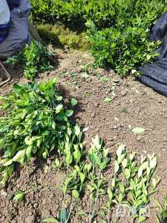 高度20厘米大叶黄杨