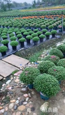 高度35厘米球菊