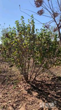 高度200厘米丛生紫丁香