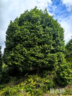 高度500厘米茶花