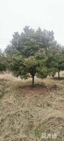 10公分红叶石楠