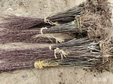 高度120厘米红枫小苗