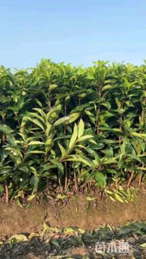 高度60厘米青珊瑚