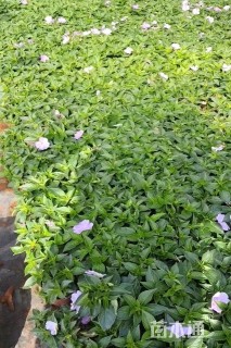 高度20厘米凤仙花