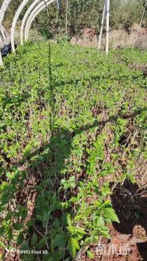 高度50厘米木槿