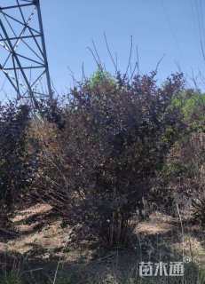 高度120厘米紫叶风箱果