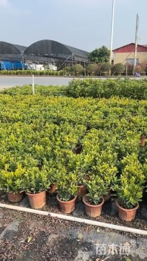 高度25厘米小叶龙船花