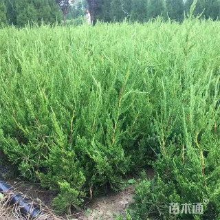 高度30厘米龙柏苗