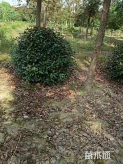 冠幅150厘米红叶石楠球