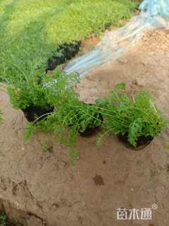 高度15厘米蓍草