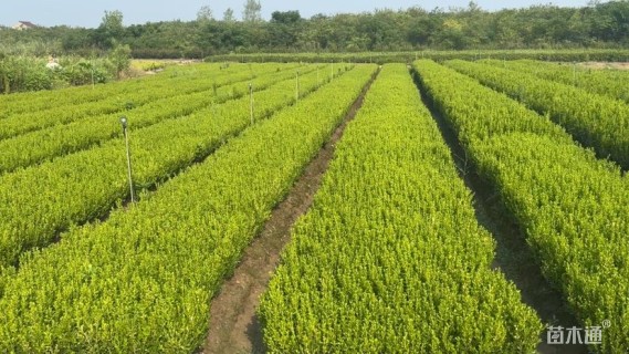 高度30厘米瓜子黄杨小苗