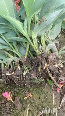 高度100厘米水生美人蕉