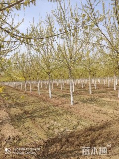 12公分金叶复叶槭