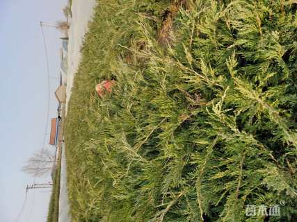 高度30厘米沙地柏